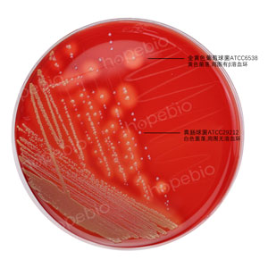 血平板-金�S色葡萄球菌-�S�c球菌